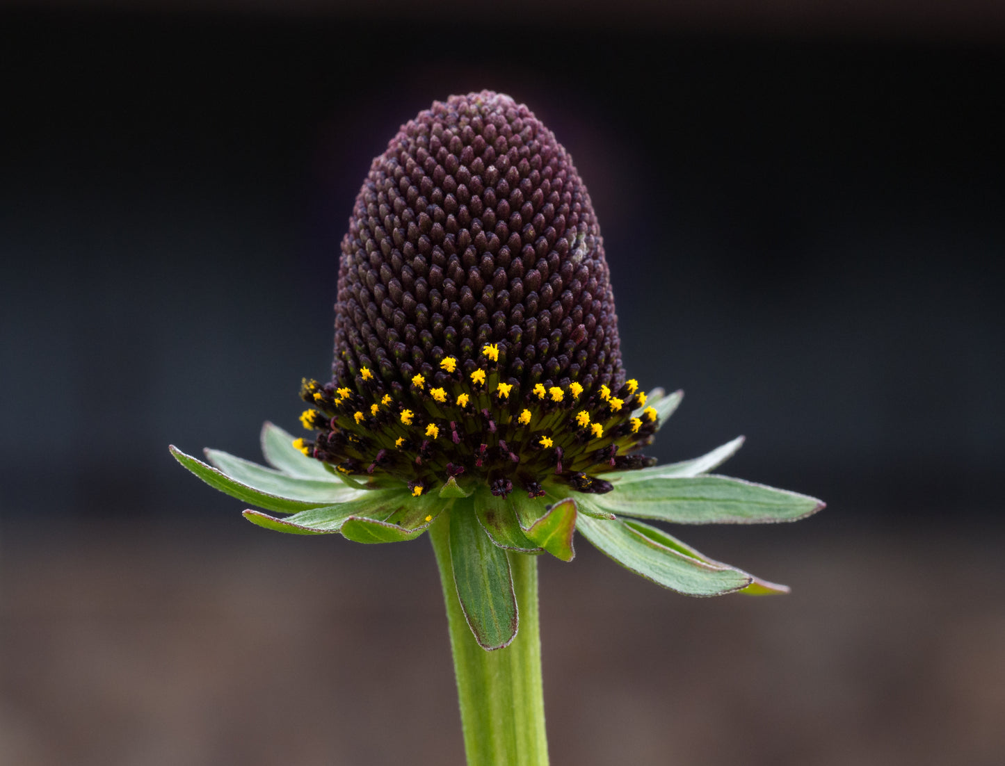Western Coneflower  100 Seeds  Rudbeckia occidentalis