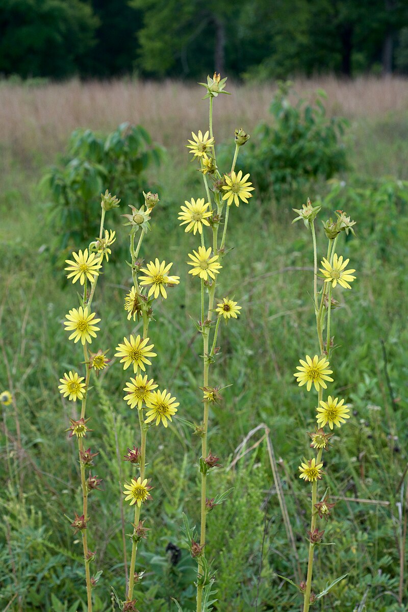 Compass Plant  50 Seeds  Silphium laciniatum