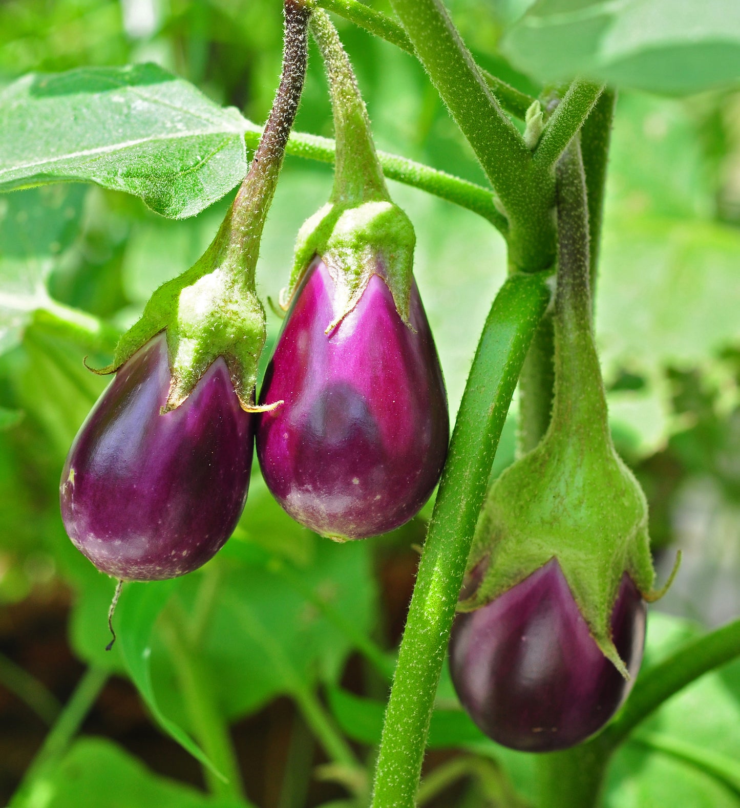 Eggplant  250 Seeds  Solanum melongena