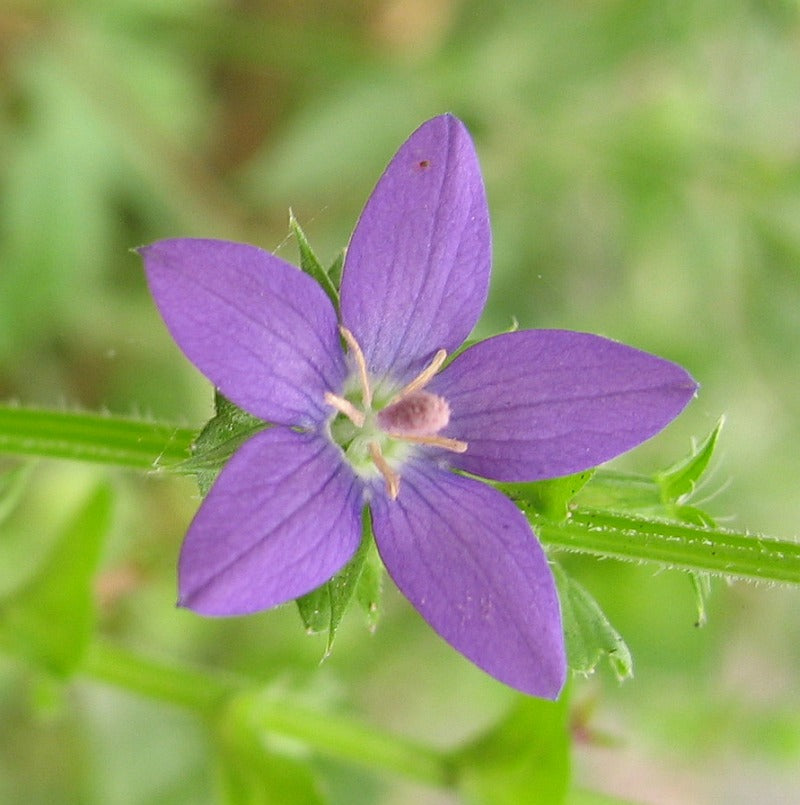 Venus’ Looking Glass  750 Seeds  Specularia perfoliata