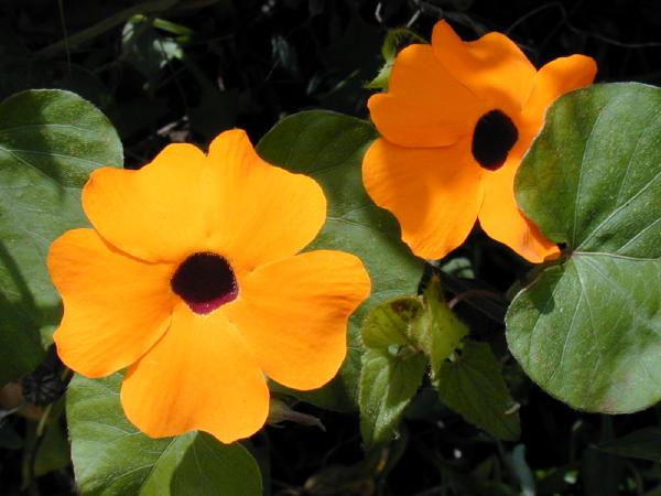 Black-Eyed Susan Vine  100 Seeds  Thunbergia alata