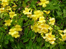 Load image into Gallery viewer, Cat&#39;s Claw Vine  20 Seeds  Macfadyena unguis-cati