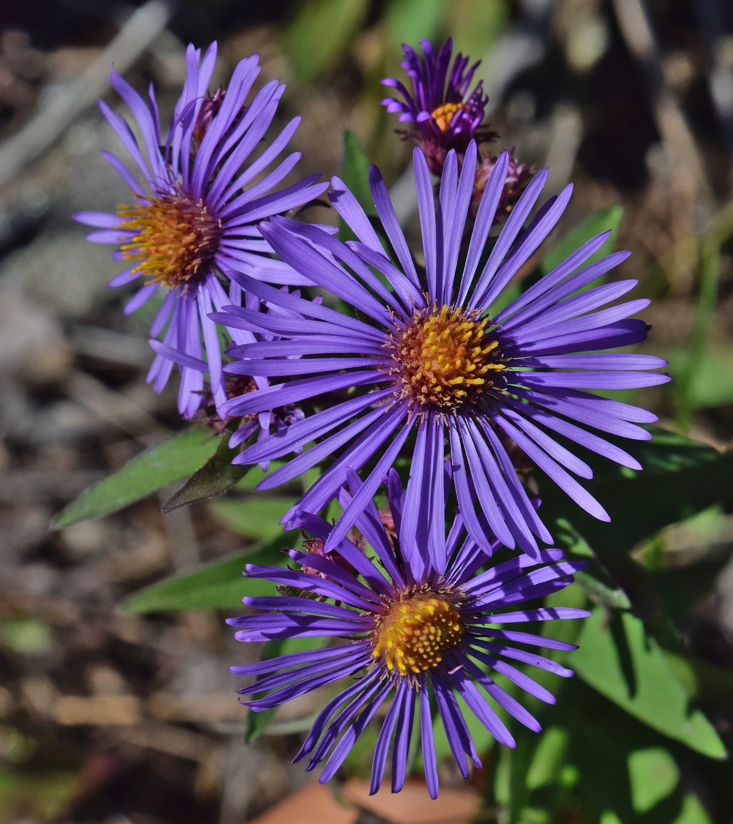 New England Aster  1000 Seeds  Aster novae-angliae
