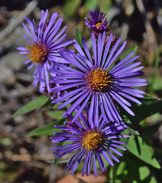 New England Aster  1000 Seeds  Aster novae-angliae
