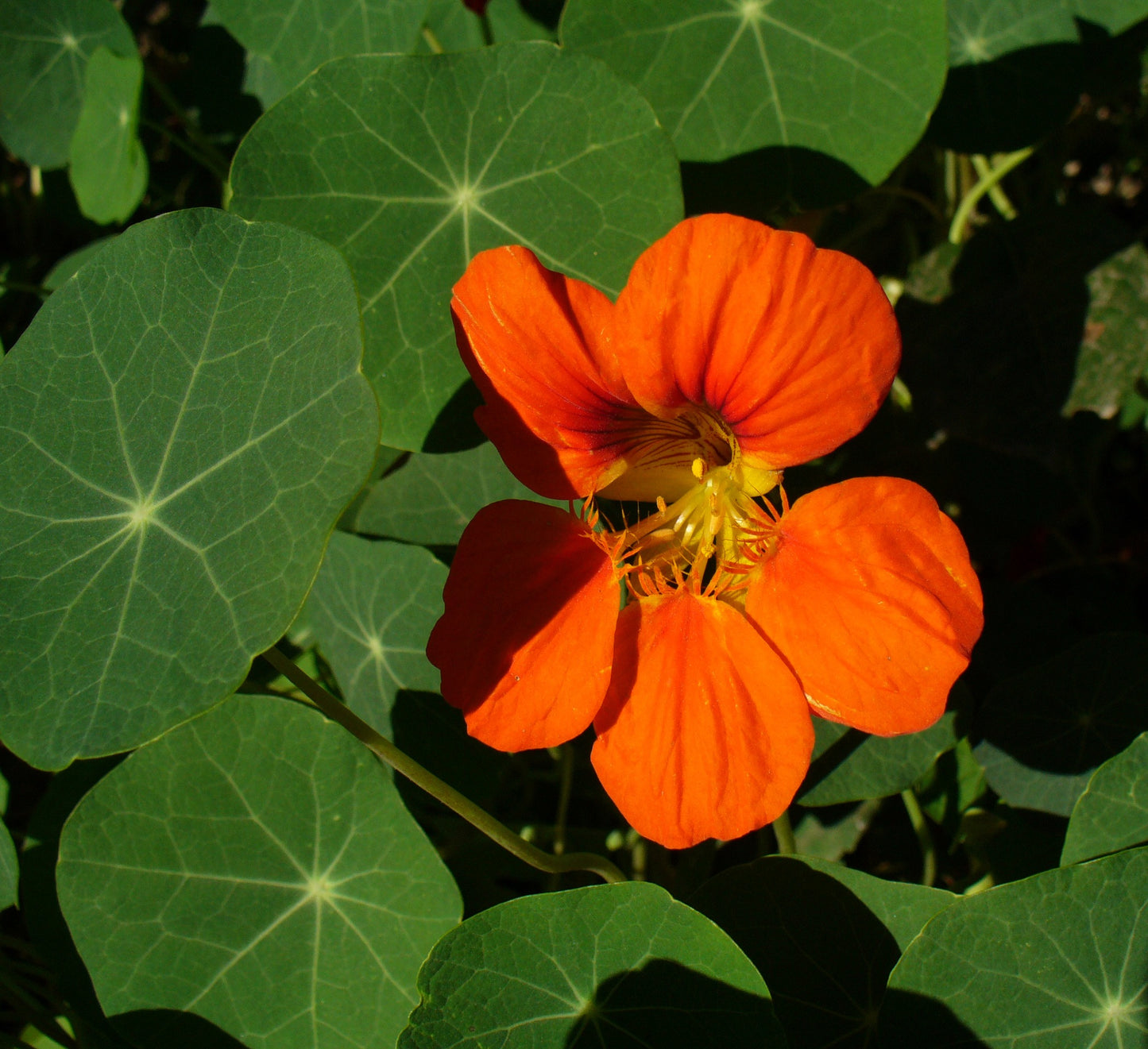 Nasturtium Mix  20 Seeds  Tropaeolum majus