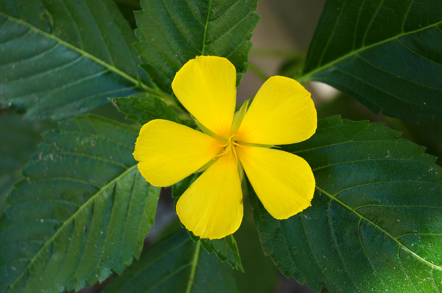 Yellow Alder   5 Seeds   Turnera ulmifolia