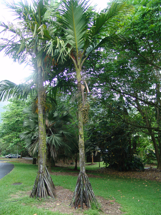 Seychelles Stilt Palm  2 Seeds  Verschaffeltia splendida  USA Company