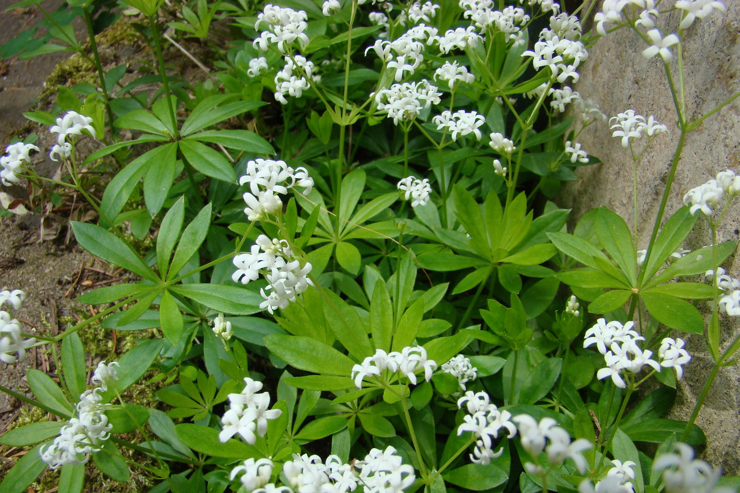 Sweet Woodruff  50 Seeds  Galium odoratum