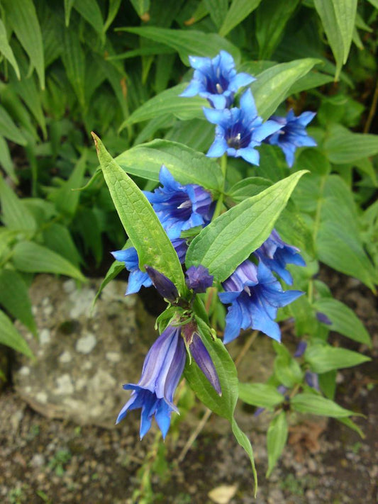 Willow Gentian  200 Seeds  Gentiana asclepiadea