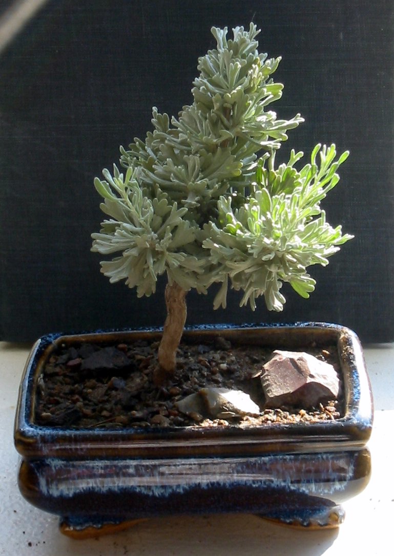 Big Sagebrush Artemisia tridentata 10 Seeds  USA Company