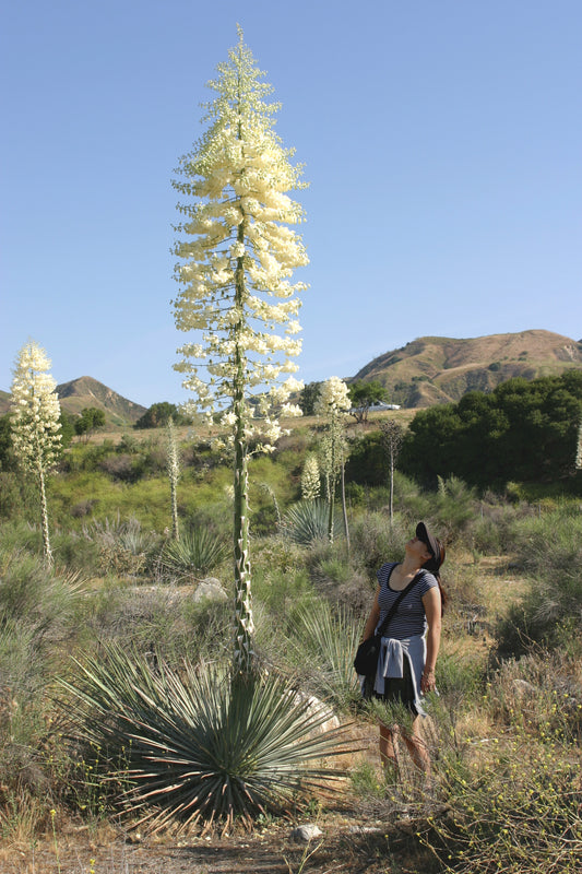 Our Lord's Candle  25 Seeds  Yucca whipplei
