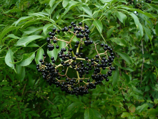 American Elderberry Seeds Sambucus canadensis 10 Seeds