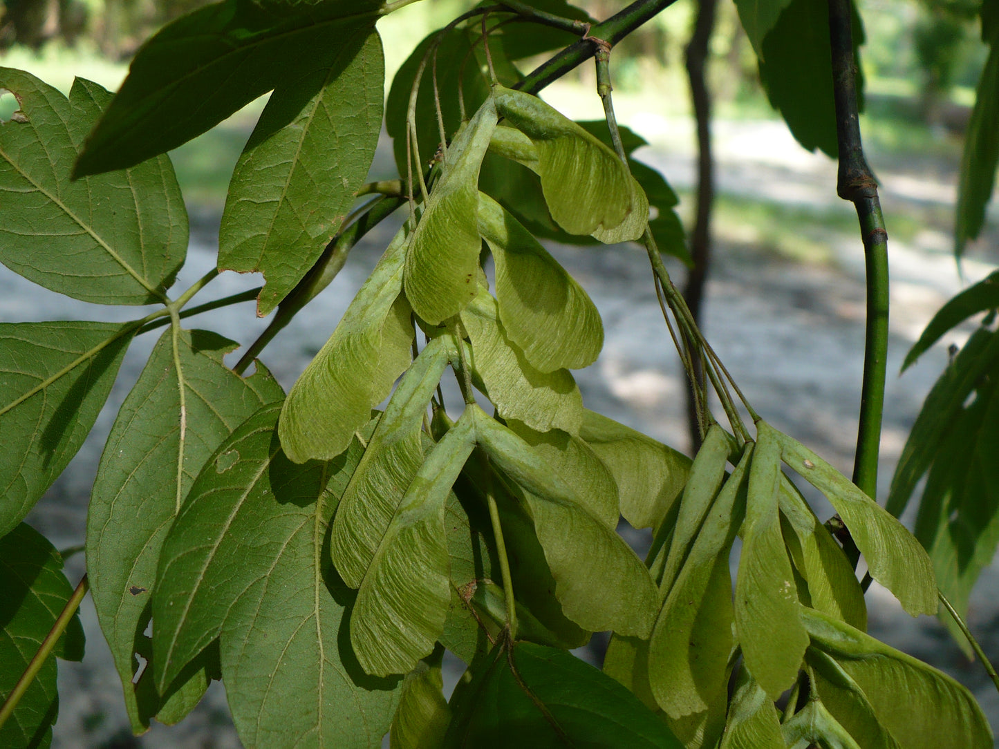 Boxelder Acer negundo 100 Seeds