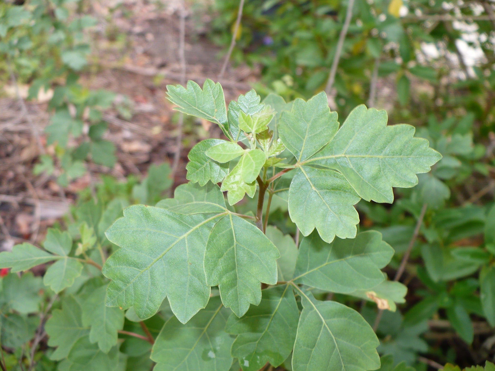 Fragrant Sumac (Rhus aromatica) - Special Vegetation