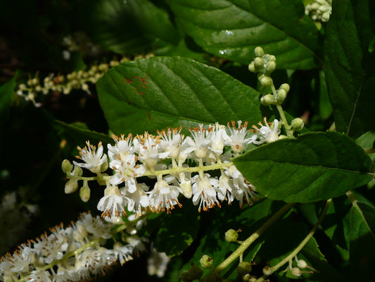Summer Sweet  100 Seeds  Sweet Pepperbush  Clethra alnifolia