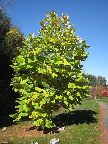 Bigleaf Magnolia Magnolia macrophylla 5 Seeds  USA Company