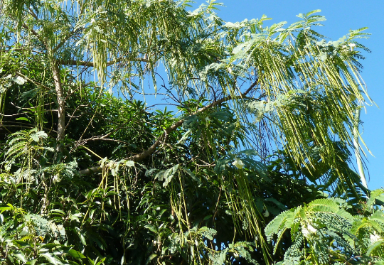 White Hummingbird Tree   20 Seeds   Sesbania Grandiflora