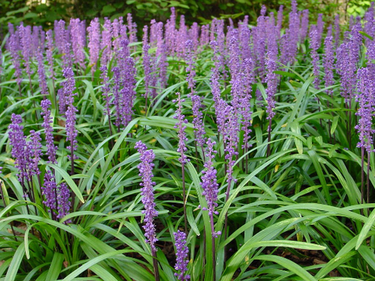 Lilyturf 10 Seeds Liriope muscari
