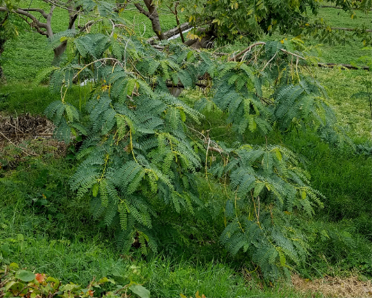 White Hummingbird Tree   20 Seeds   Sesbania Grandiflora