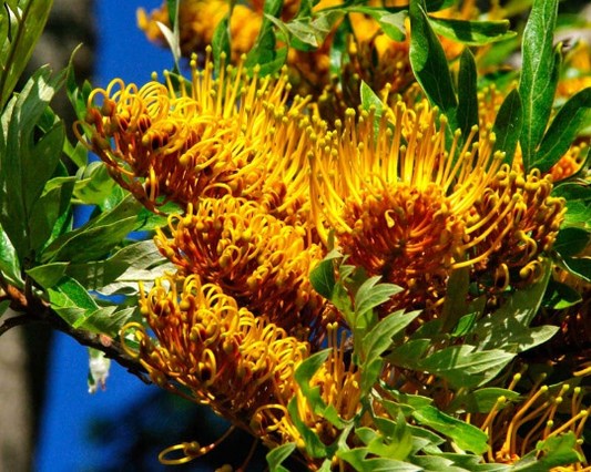 Silk Oak Grevillea robusta 500 Seeds  USA Company