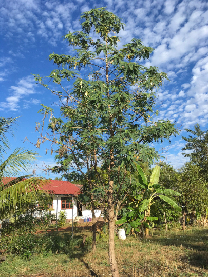 White Hummingbird Tree   20 Seeds   Sesbania Grandiflora