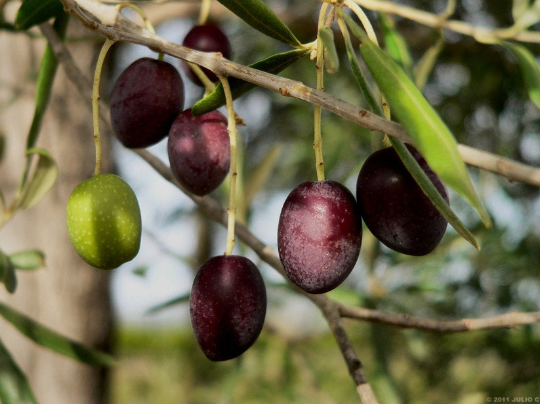 olive tree seeds for planting Olive Tree Olea europaea 20 Seeds – R&B Floridaseeds