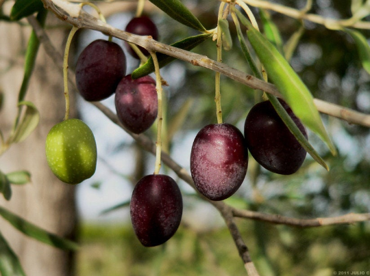 Olive Tree Olea europaea 100 Seeds  USA Company