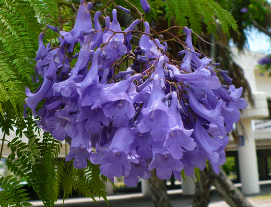 Jacaranda Tree Jacaranda mimosifolia 500 Seeds  USA Company