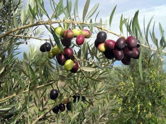 Olive Tree Olea europaea 200 Seeds