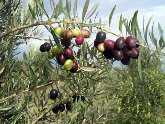 Olive Tree Olea europaea 20 Seeds  USA Company