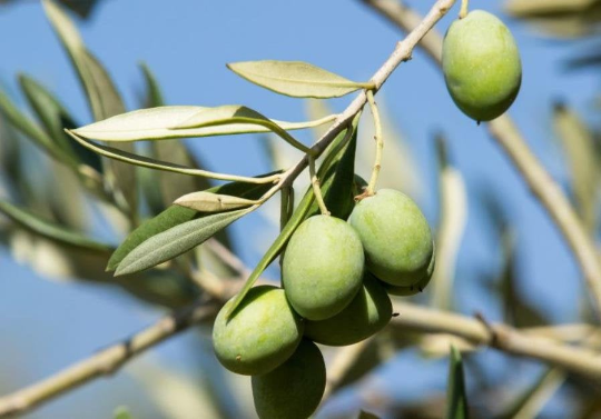 olive plant seeds Olive Tree Olea europaea 20 Seeds – R&B Floridaseeds