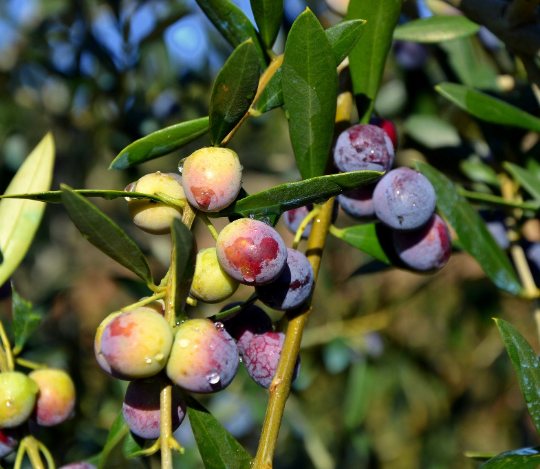 Olive Tree Olea europaea 20 Seeds  USA Company