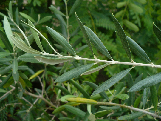 Olive Tree Olea europaea 100 Seeds  USA Company