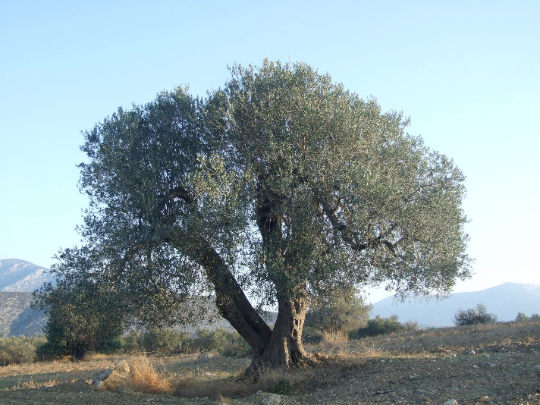 Olive Tree Olea europaea 100 Seeds  USA Company