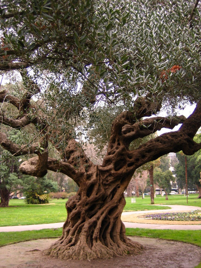 Olive Tree Olea europaea 100 Seeds  USA Company