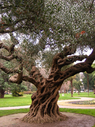 Olive Tree Olea europaea 20 Seeds  USA Company