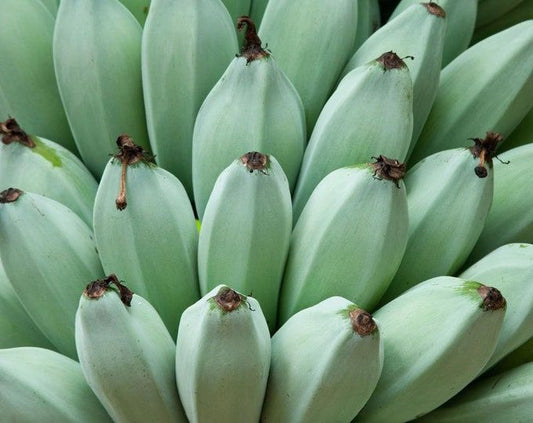 Burmese Blue  5 Seeds  Musa itinerans