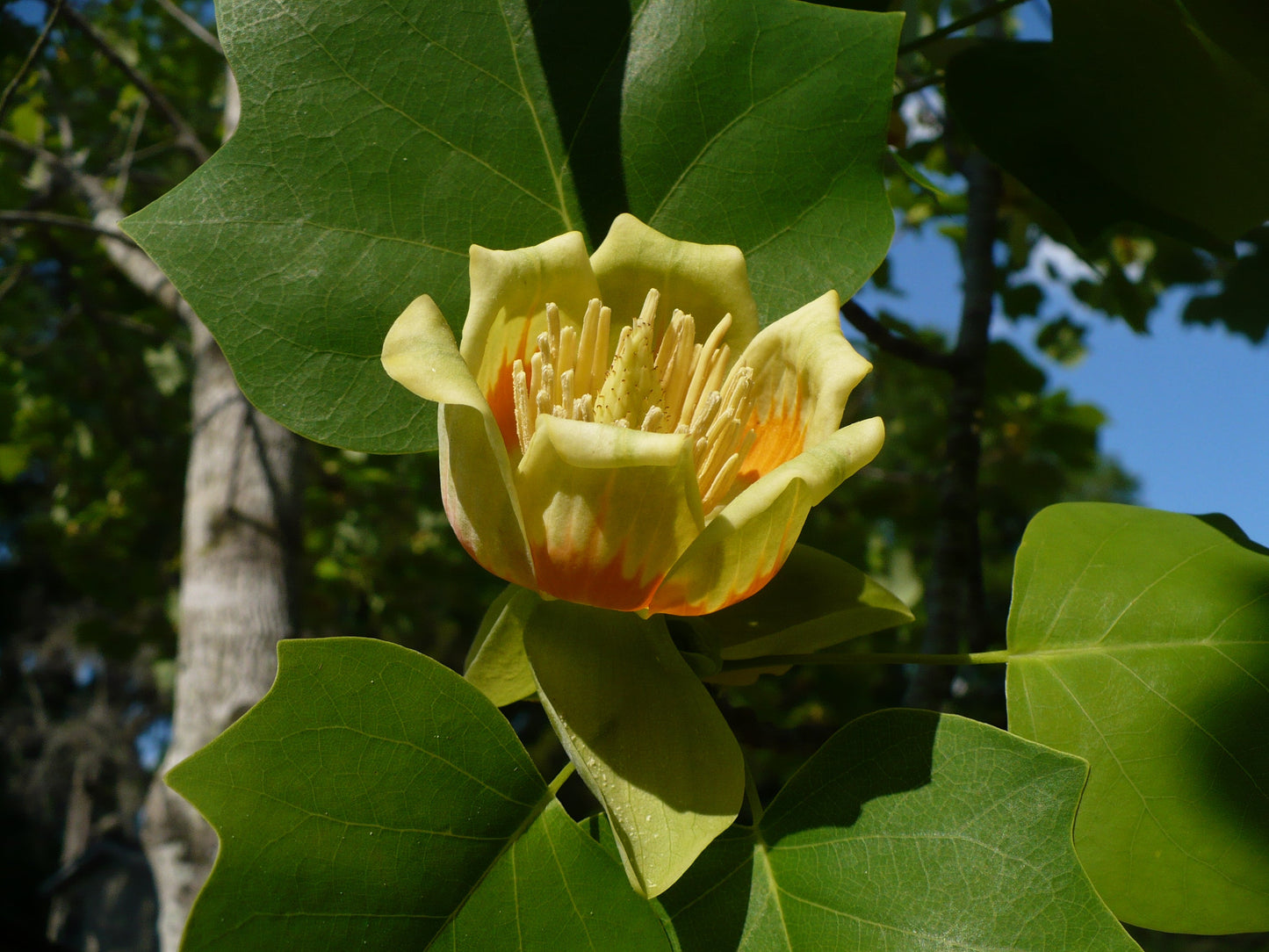 Southern Tulip Tree Liriodendron tulipifera 20 Seeds  USA Company