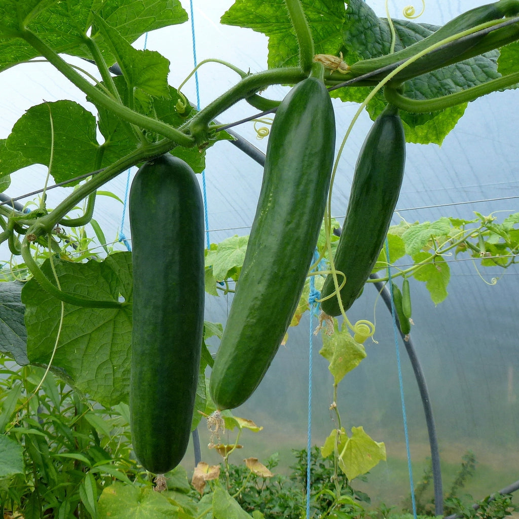 Straight Eight Cucumber   100 Seeds   Cucumis sativus