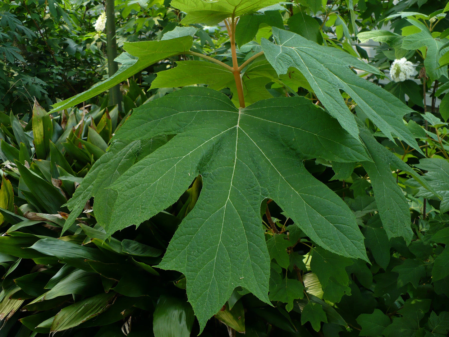 Oakleaf Hydrangea Hydrangea quercifolifolia 200 Seeds   USA Company