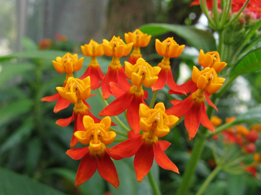 Tropical Milkweed   Asclepias curassavica   100 Seeds  USA Company