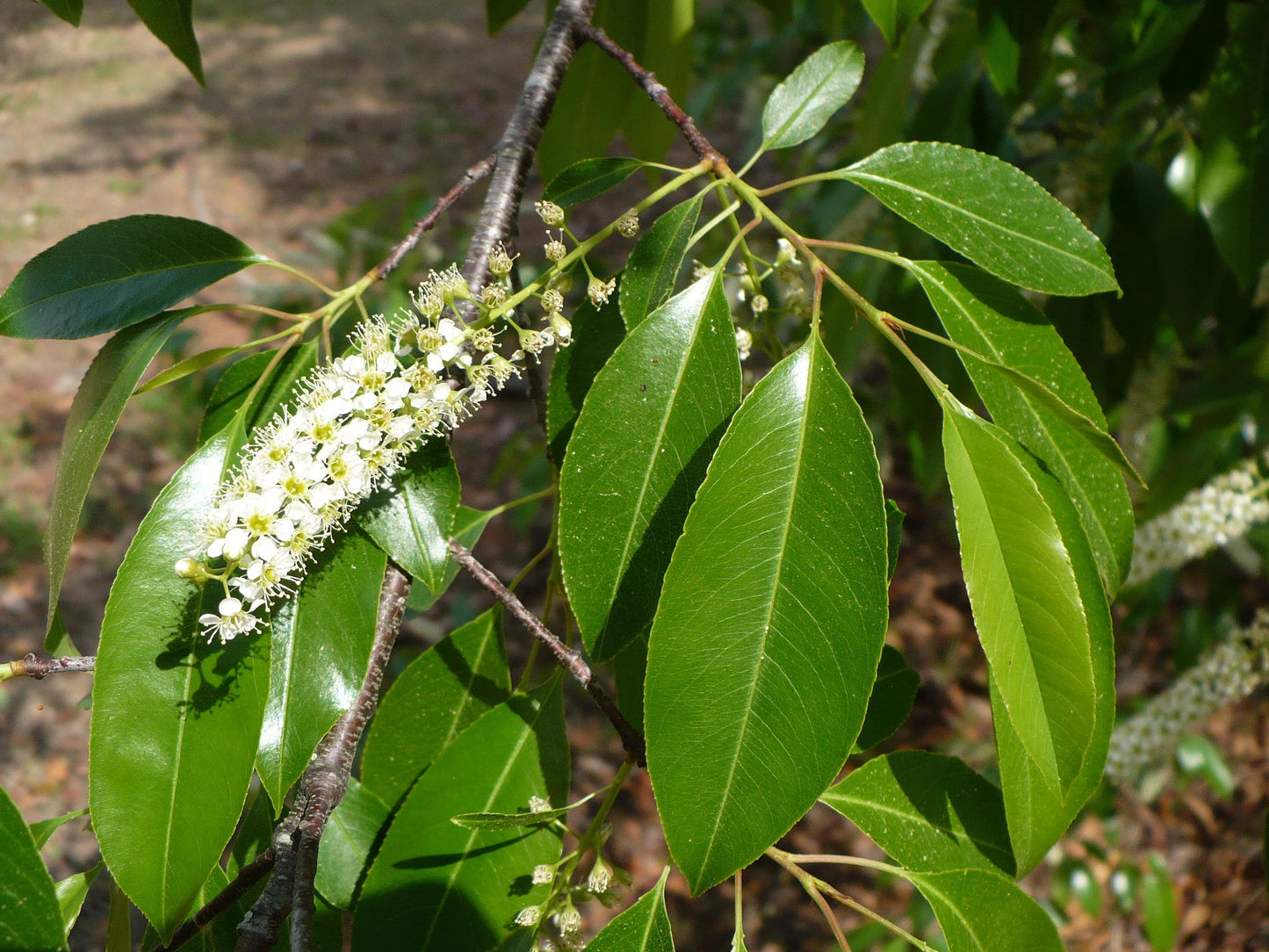 Black Cherry   Prunus serotina   100 Seeds  USA Company