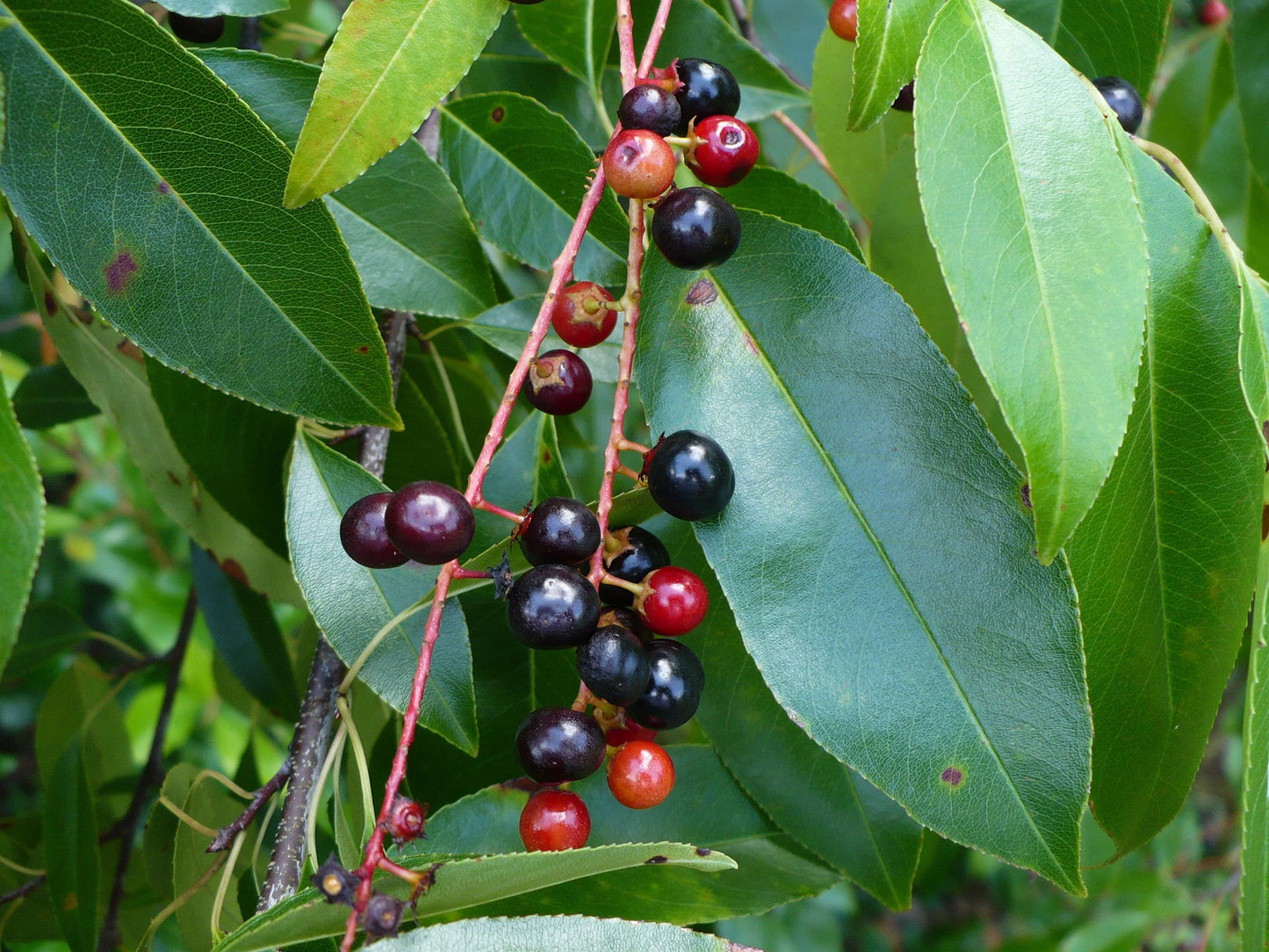 Black Cherry   Prunus serotina   100 Seeds  USA Company
