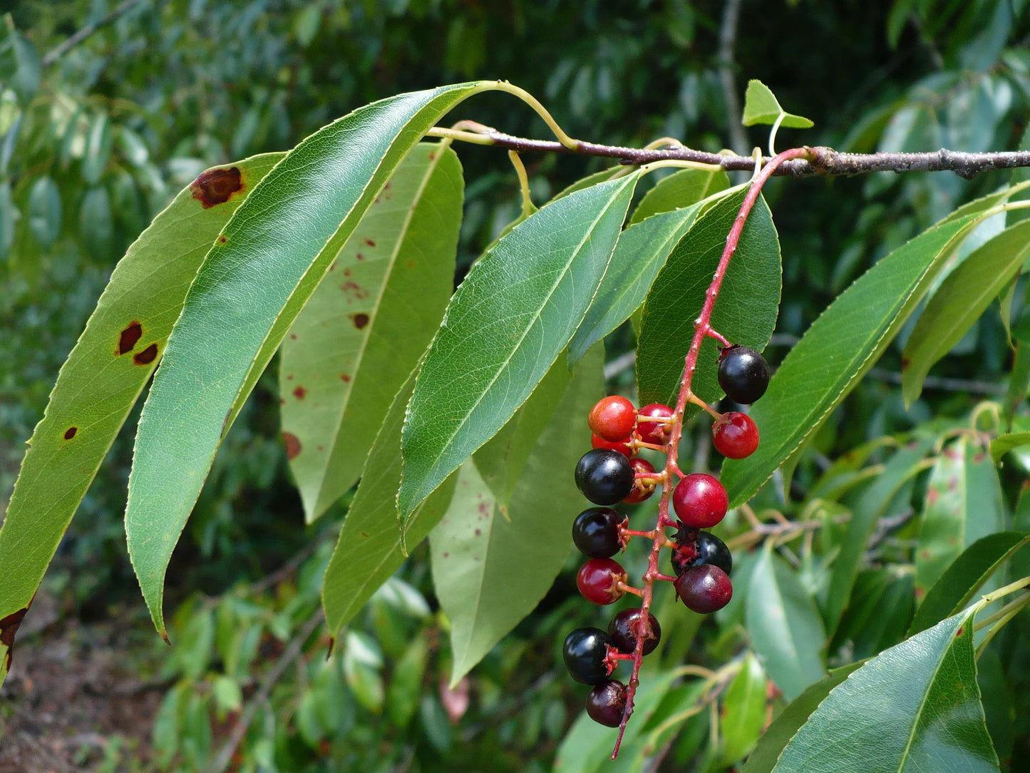 Black Cherry   Prunus serotina   100 Seeds  USA Company