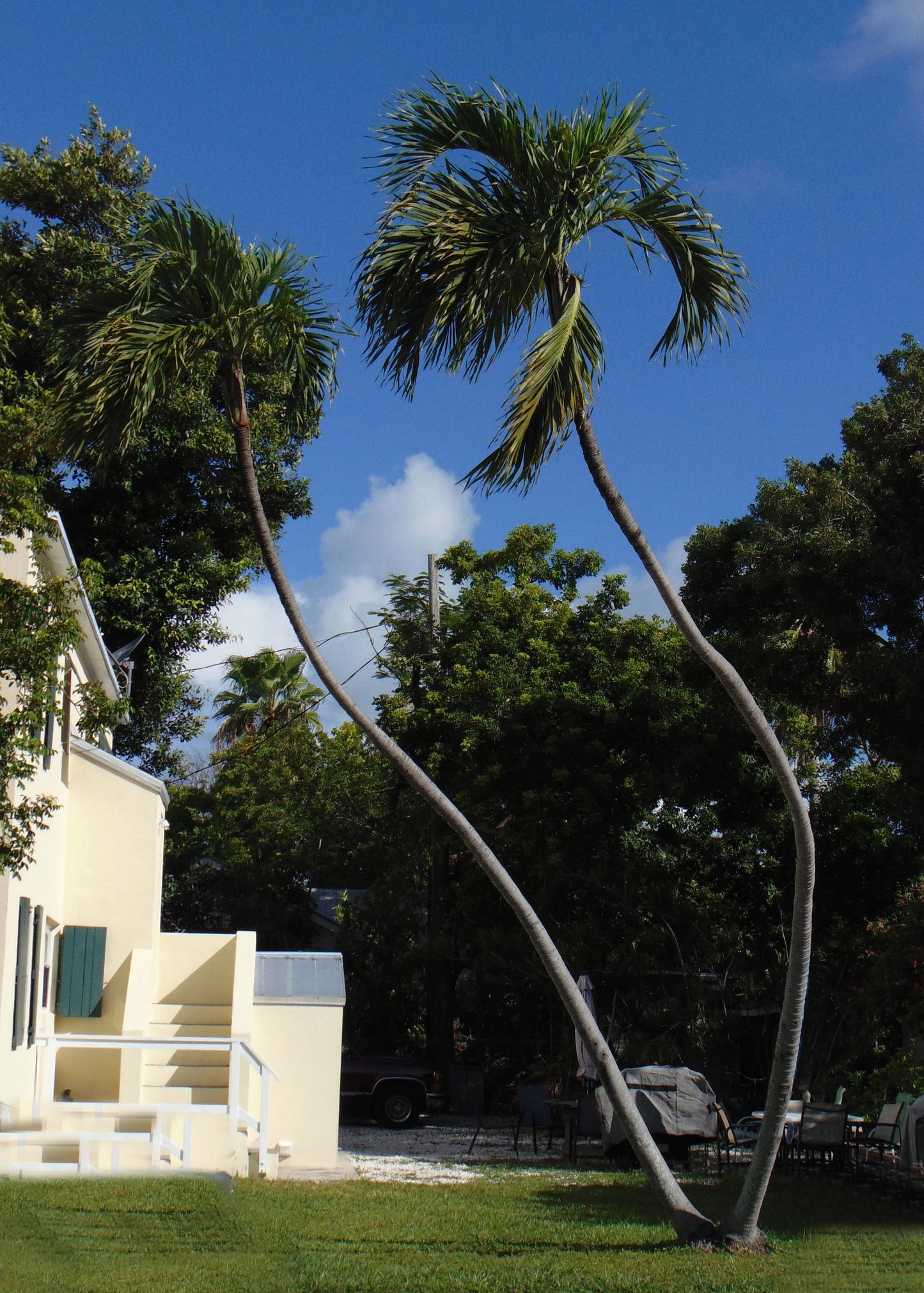 Christmas Palm  Manila Palm  Veitchia merrillii  10  Seeds