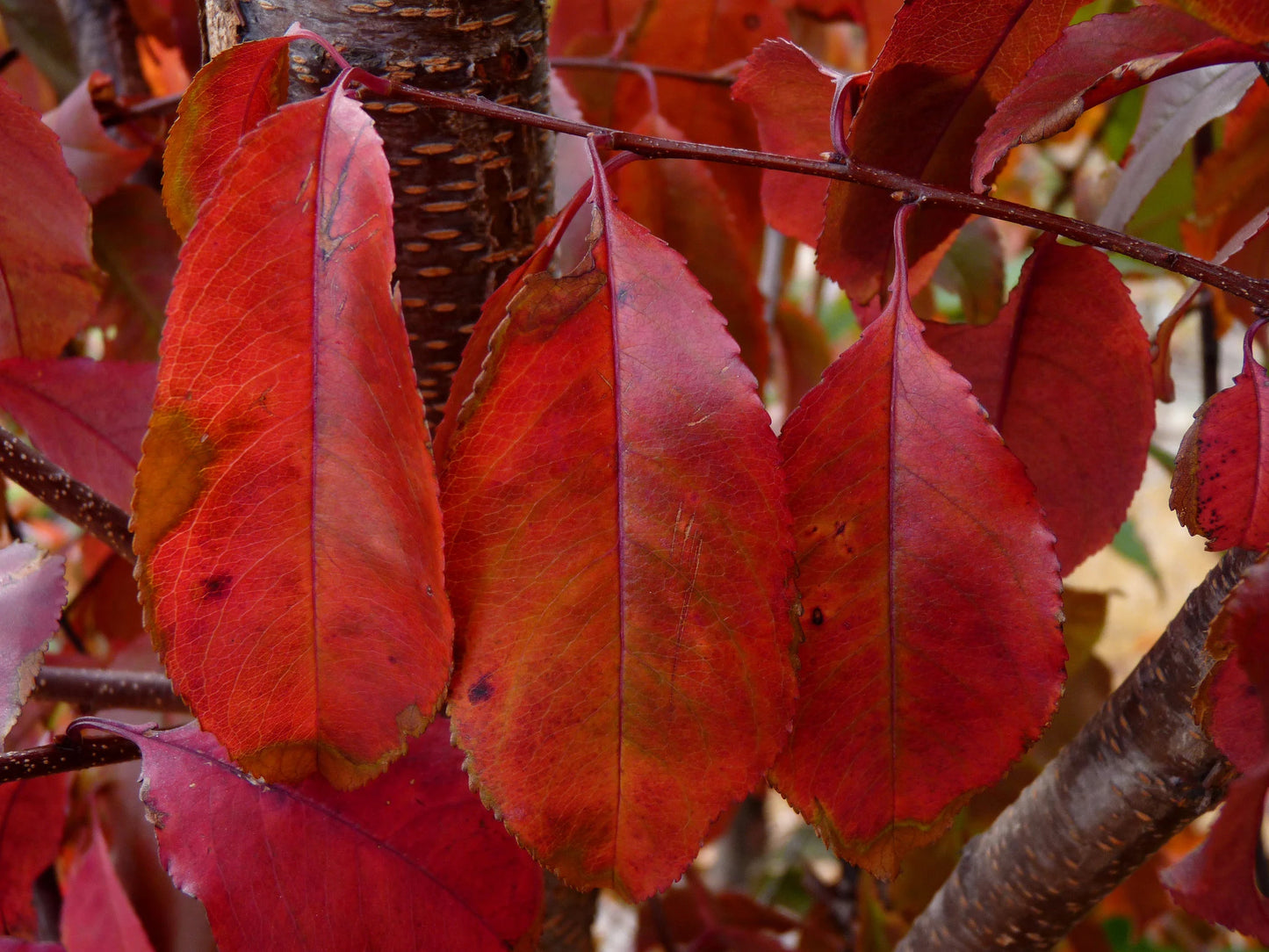 Black Cherry   Prunus serotina   100 Seeds  USA Company