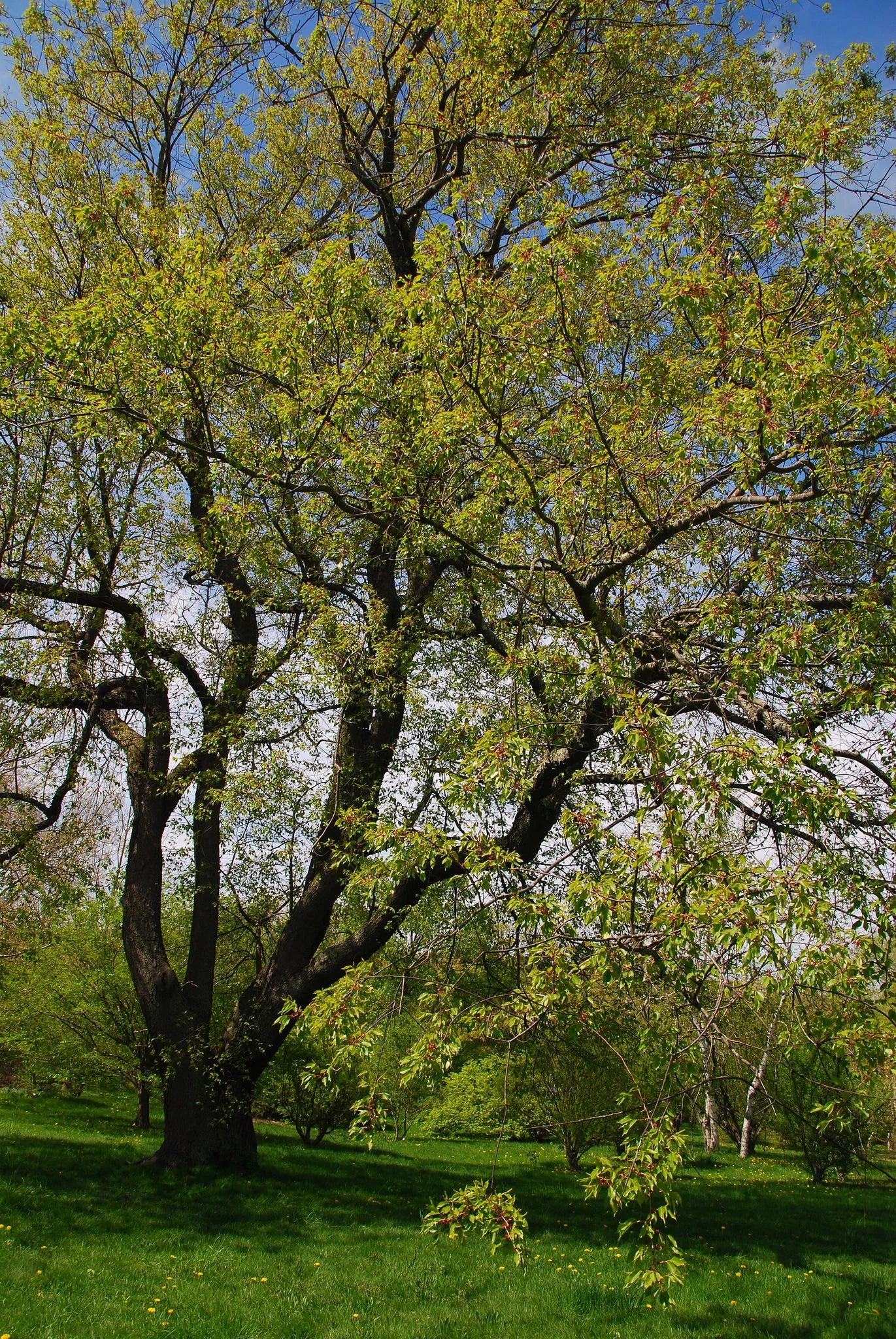 Black Cherry   Prunus serotina   100 Seeds  USA Company