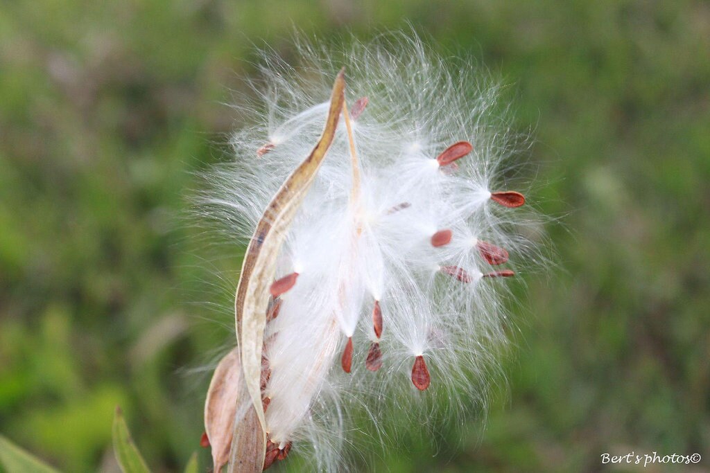 Tropical Milkweed   Asclepias curassavica   200 Seeds  USA Company