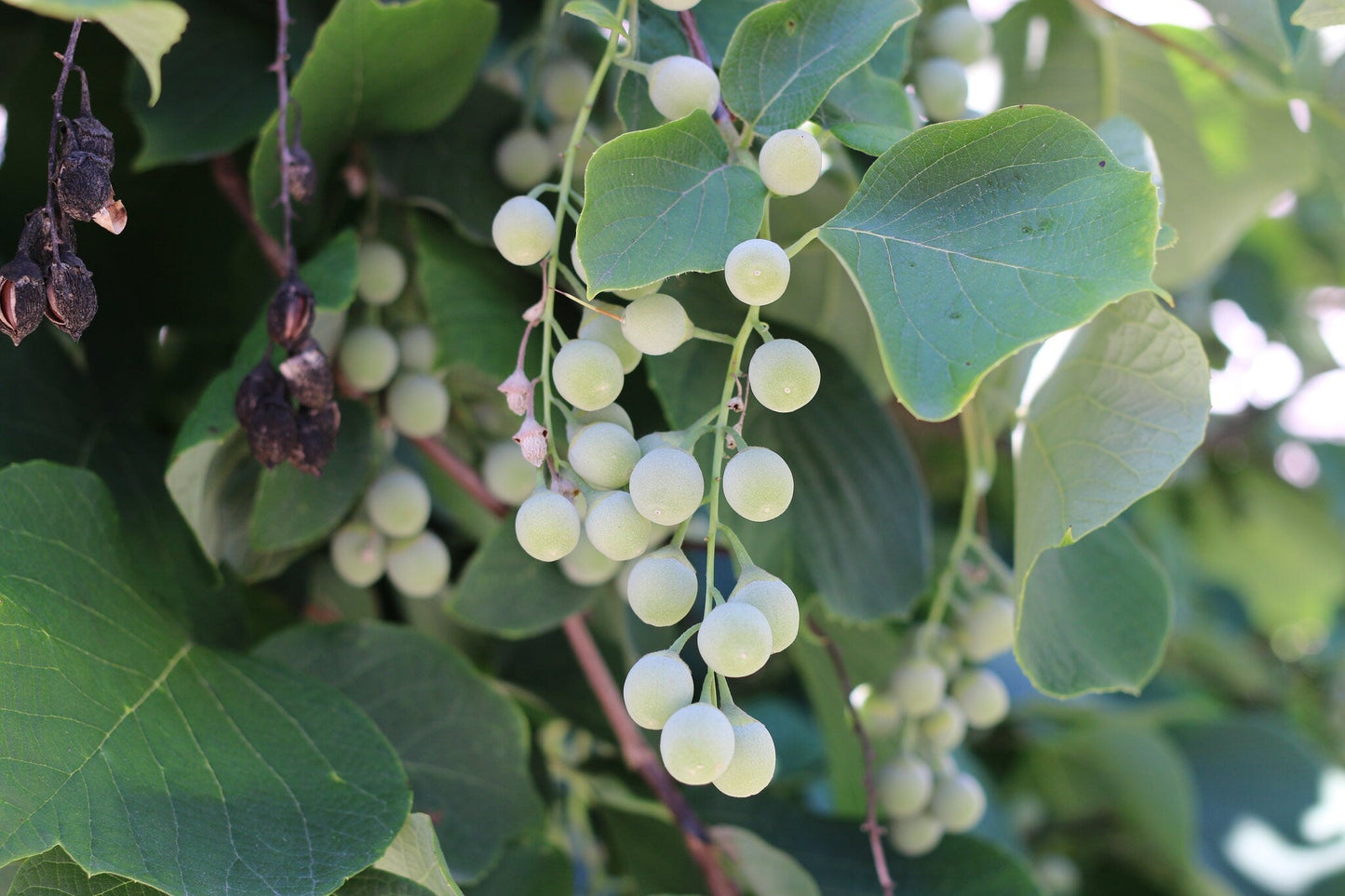 Fragrant Snowbell  Styrax obassia  100 Seeds  USA Company