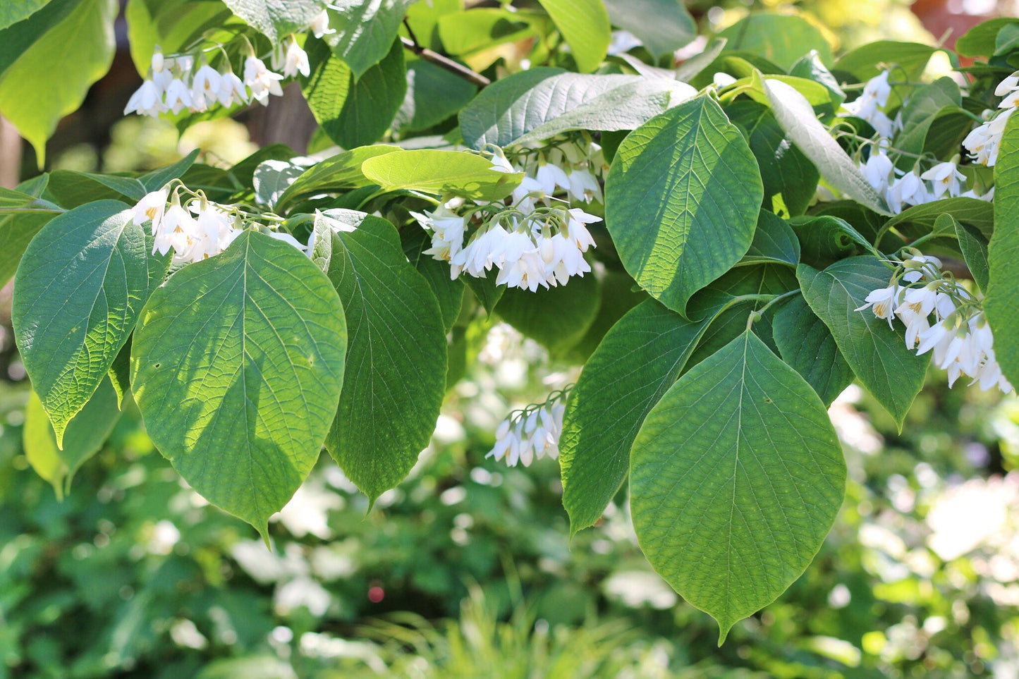 Fragrant Snowbell  Styrax obassia  100 Seeds  USA Company